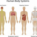 human body systems crossword puzzle