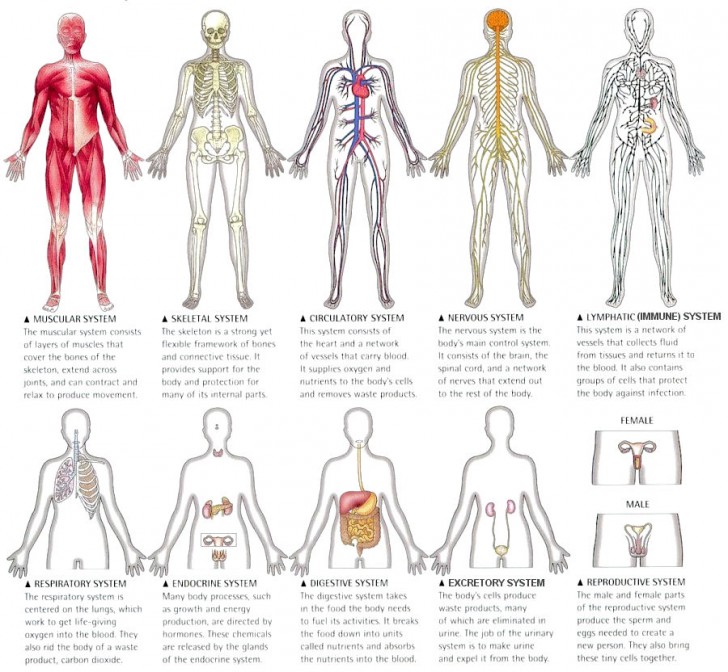systems of the body labeled