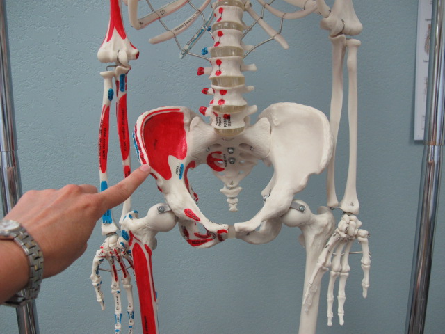 Iliac Crest Anatomy