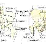 Sciatica And Back Pain – Causes, Consequences and Living With Sciatica