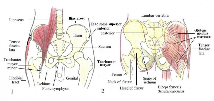 Sciatica And Back Pain - Causes, Consequences and Living With Sciatica