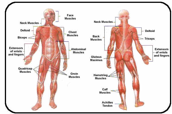 Muscular System Diagram Labeled Modernheal Com