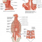 neck muscles bodybuilding