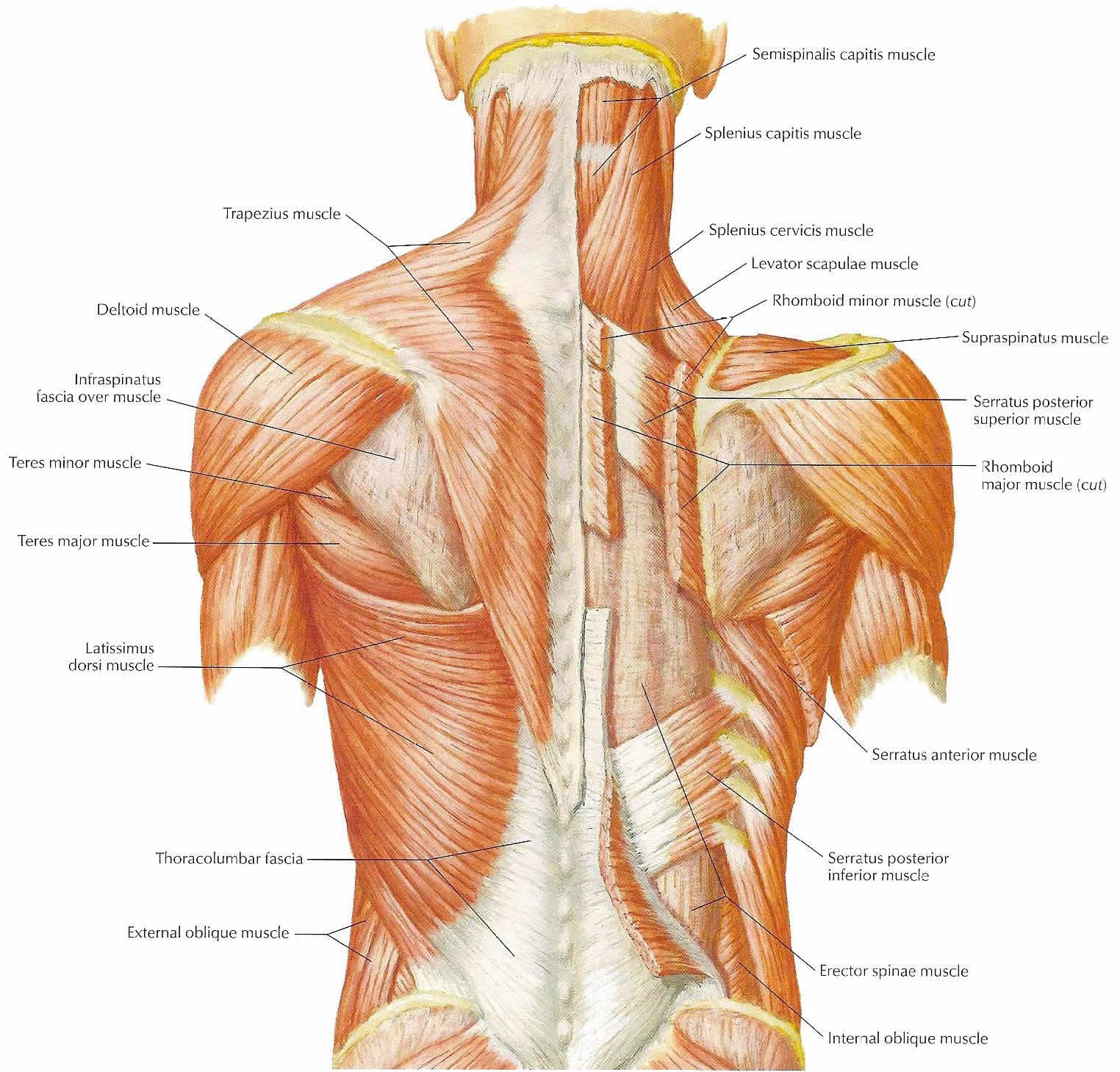 Neck Muscles Diagram ModernHeal