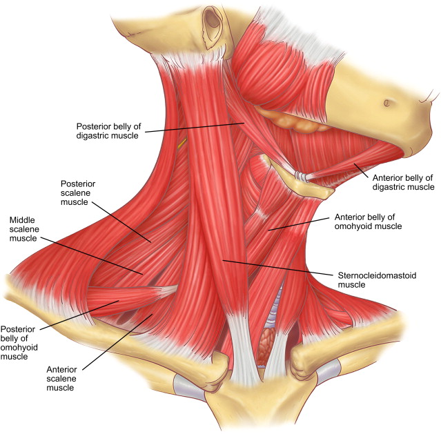 Neck Muscle Diagram Front Jeff Searle Muscles Of The Head And Neck