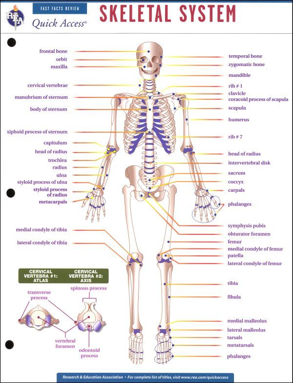 Free Printable Skeletal System Worksheet For Grade 4