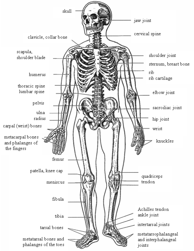 Человек латинское название. Кости тела человека анатомия. Кости скелета на английском. Подписать кости скелета туловища. Скелет человека анатомия на английском.