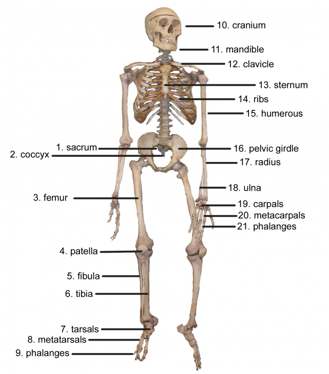 skeletal system anterior view answers - ModernHeal.com