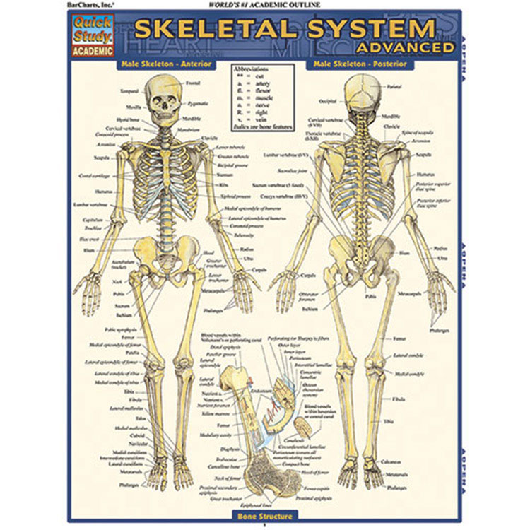 skeletal system backbone - ModernHeal.com