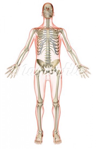 skeletal system blank diagram - ModernHeal.com