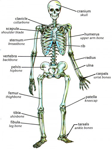 skeletal system crossword puzzle - ModernHeal.com
