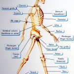 Basics Of Human Skeletal System