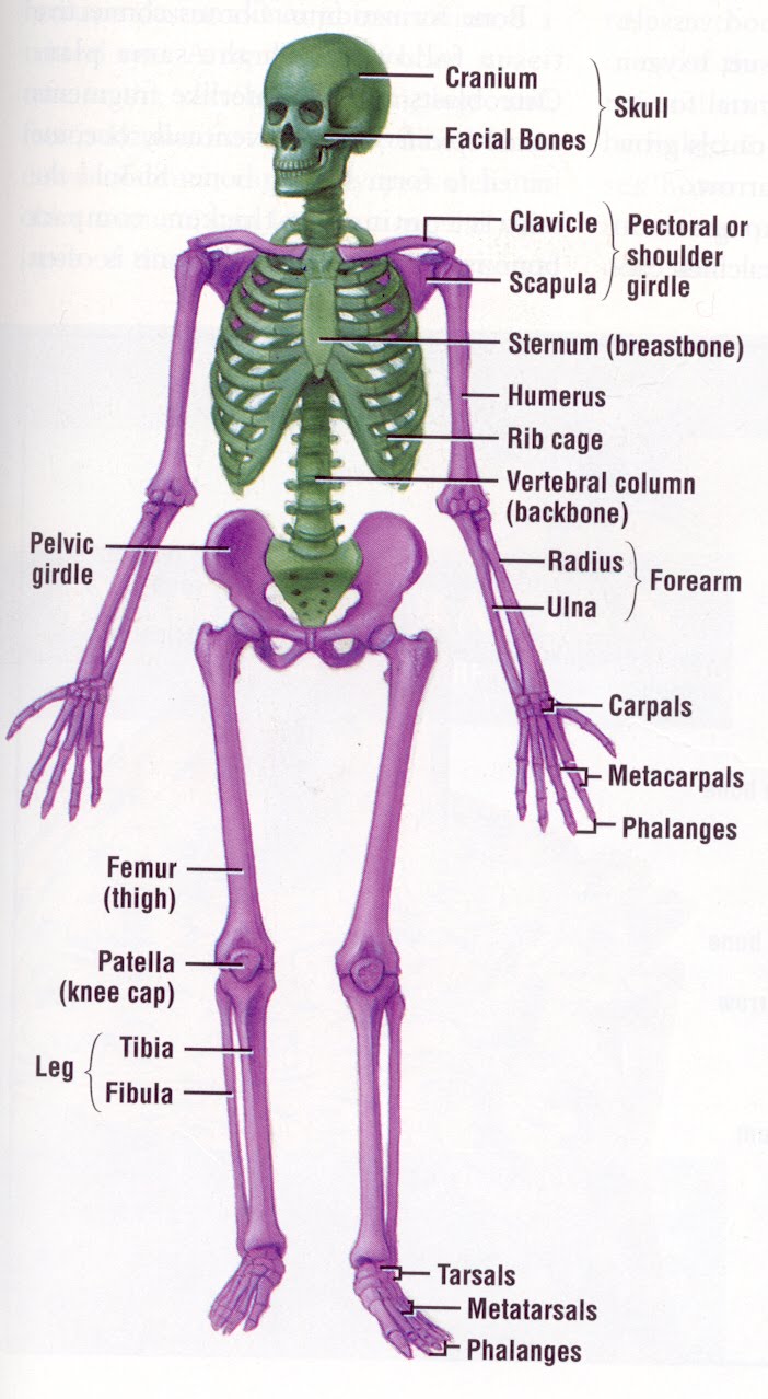 assignment skeletal system