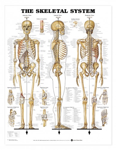 skeletal system parts - ModernHeal.com