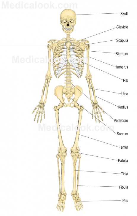 skeletal system quiz - ModernHeal.com