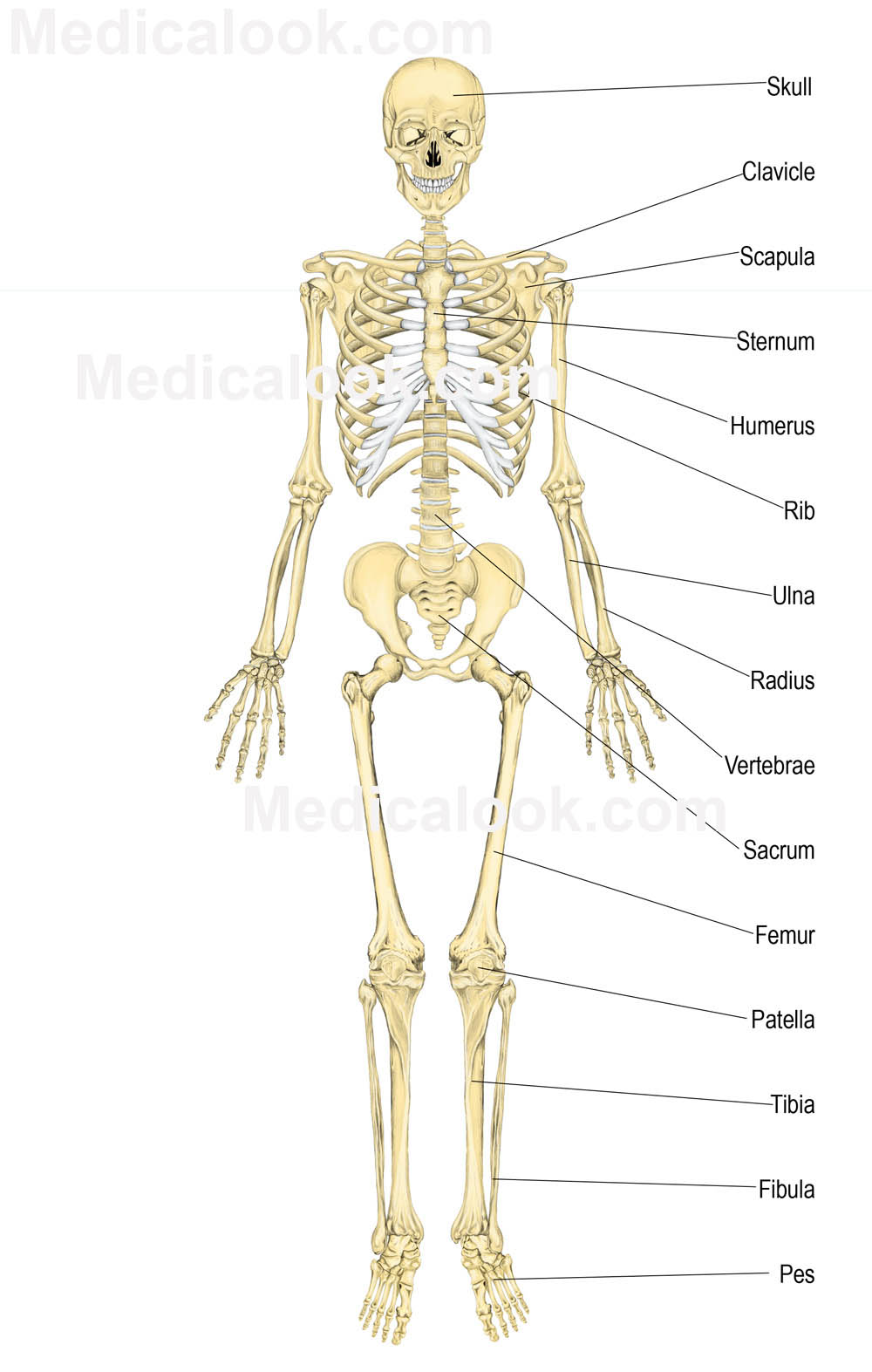 skeletal system quiz - ModernHeal.com