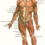 the human body