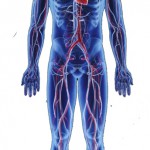 the human body and bones