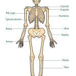 the human body labeled diagram