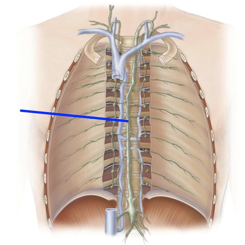 Thoracic Duct Anatomy