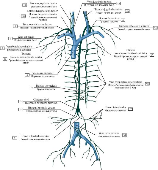 Female Lymphatic System Diagram