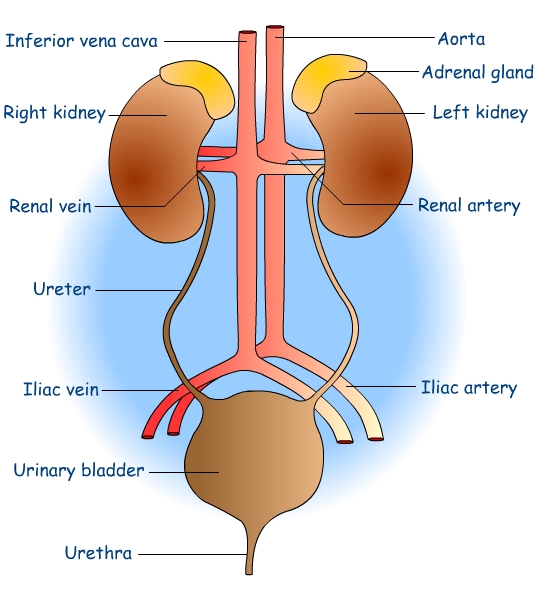 urinary system diagram - ModernHeal.com