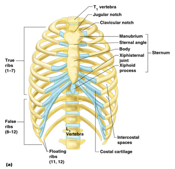 xiphoid process axial or appendicular - ModernHeal.com