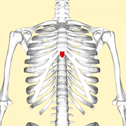 xiphoid process of the sternum