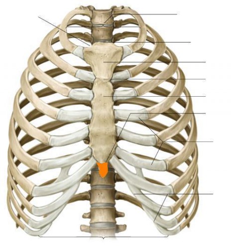 xiphoid process pain - ModernHeal.com