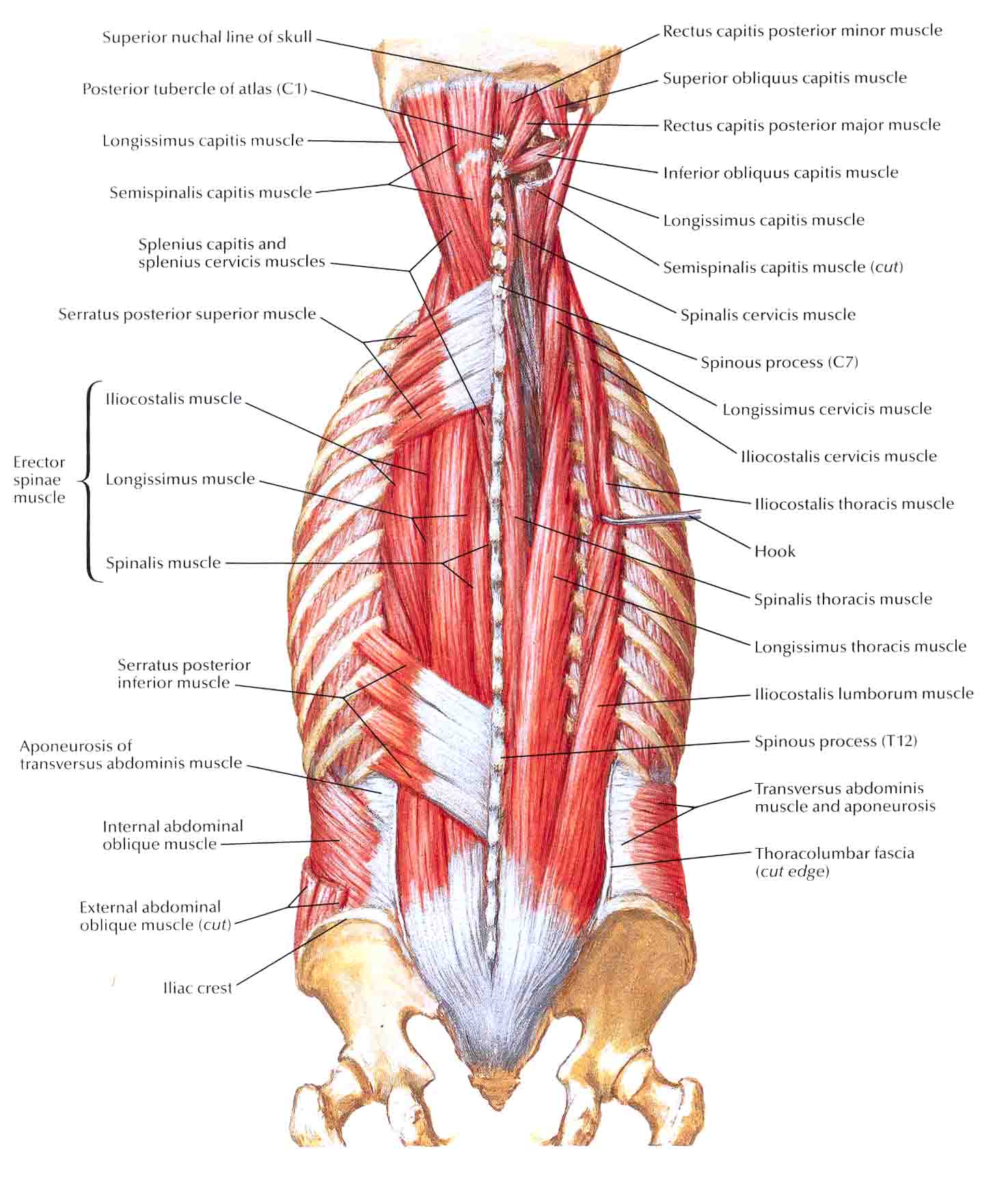 Diagram Of Female Lower Back Muscles / Wiring And Diagram: Diagram Of