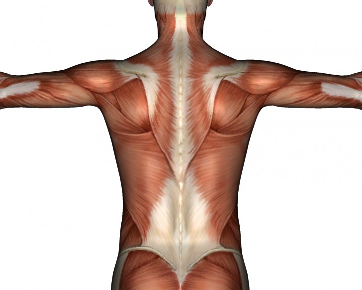 back muscles and bones - ModernHeal.com