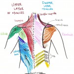 back muscles deadlift