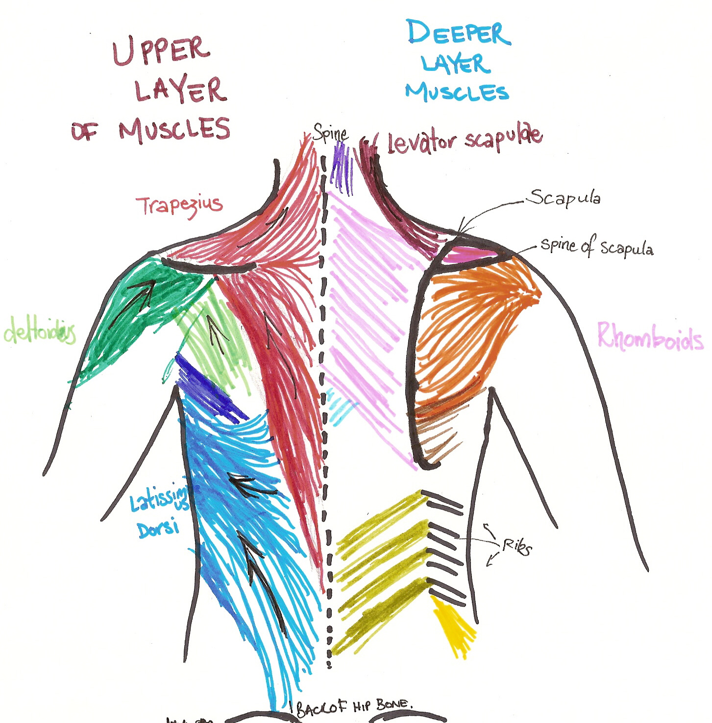 Back Anatomy Chart