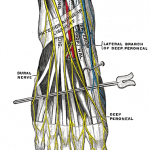 Understanding What the Great Saphenous Vein Is