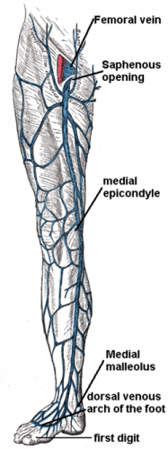 great saphenous vein tributaries ModernHeal com great saphenous vein tributaries ModernHeal com