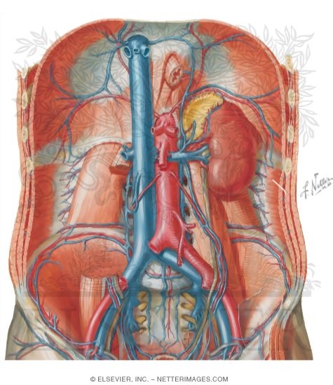 Две нижних полых вены. Париетальная Вена живота. Пристеночные вены брюшной полости. Анатомия вен брюшной полости.