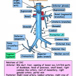 Functions and Anatomy of Inferior Vena Cava