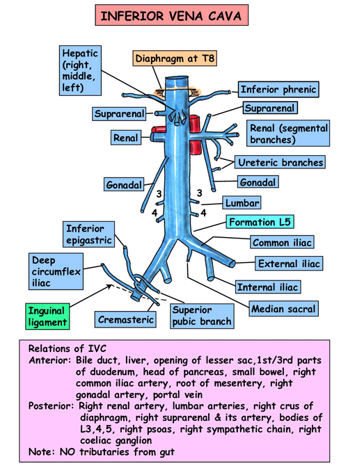 Functions and Anatomy of Inferior Vena Cava