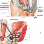 Stomach Hernia – Various Kinds and Categories