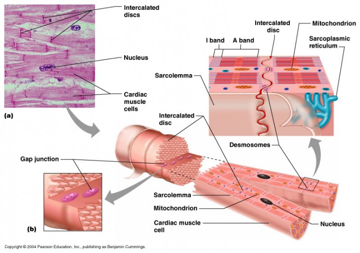 intercalated discs between heart myocytes have