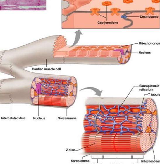 intercalated discs function