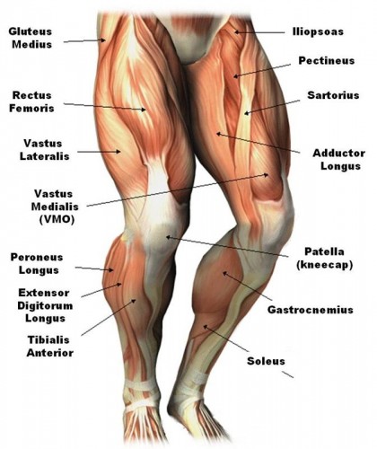 Knee muscles and tendons