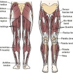 Basics of Leg Muscles