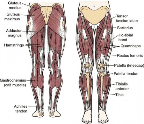 Basics Of Leg Muscles basics-of-leg-muscles