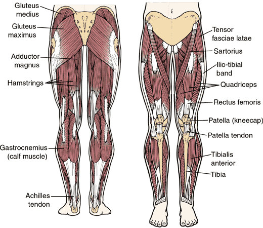 Leg muscles