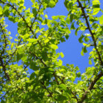 Gingko leaves