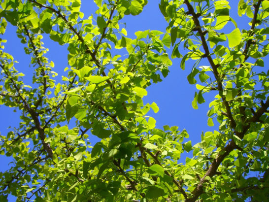 Gingko leaves