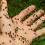 Ant phobia